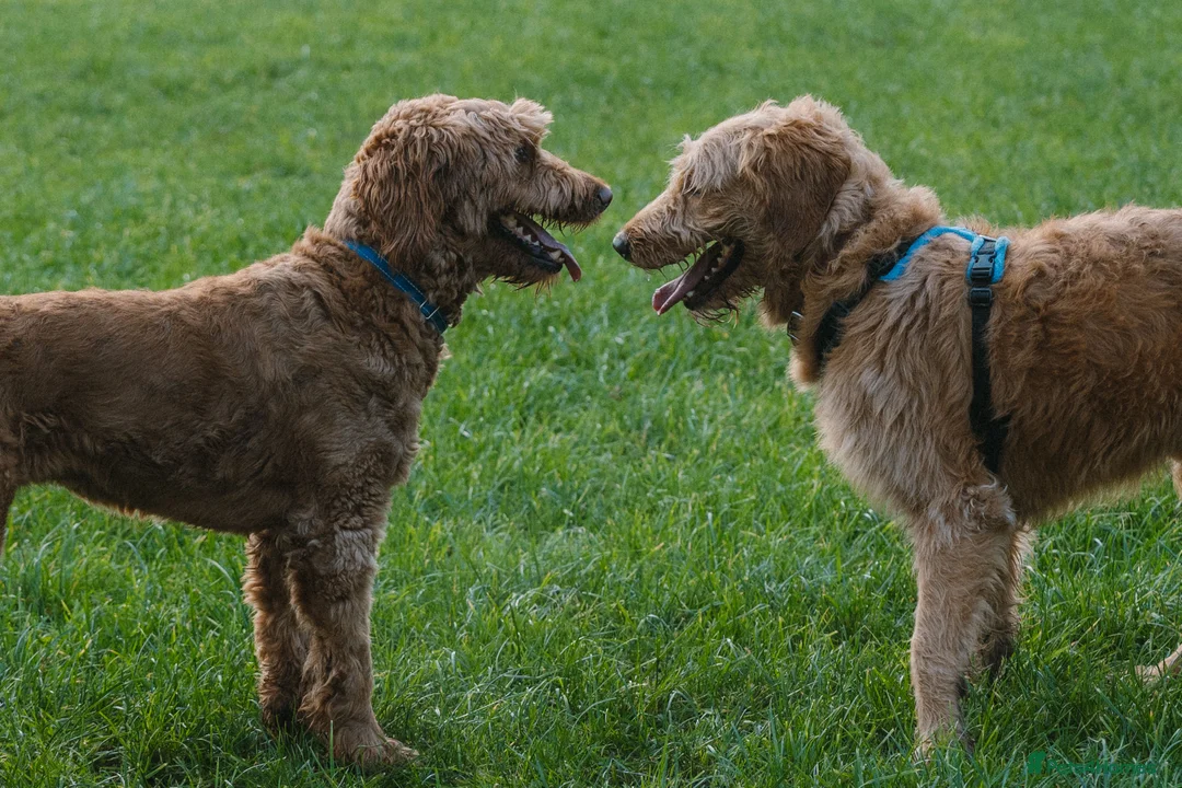 Goldendoodle dogs for sale: Goldendoodle puppies - Advert 8