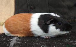 Guinea Pig rodents for sale: Pretty female guinea pigs for sale - Image 3