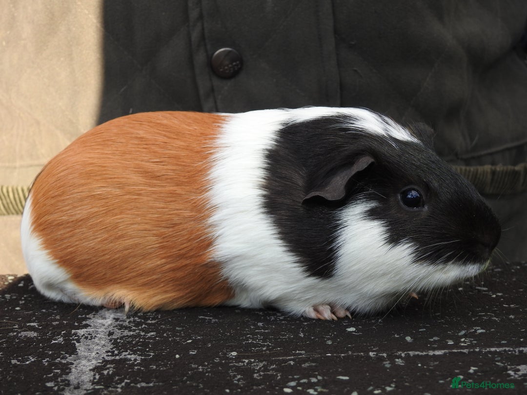 Guinea Pig rodents for sale: Pretty female guinea pigs for sale - Image 3