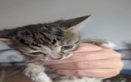Mixed Breed cats for sale: Gorgeous litter of kittens in Liverpool - Image 3