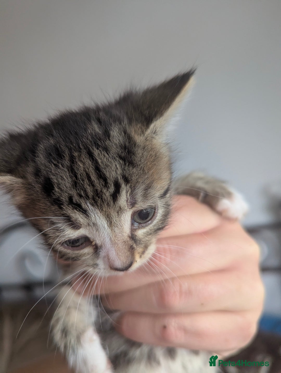 Mixed Breed cats for sale: Gorgeous litter of kittens in Liverpool - Image 3
