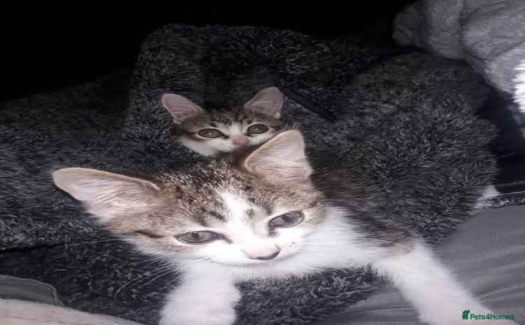 Mixed Breed cats - Advert 1
