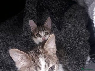 Mixed Breed cats - Advert 21