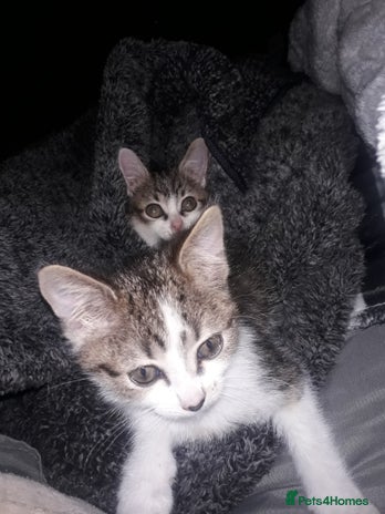 Mixed Breed cats - Advert 19