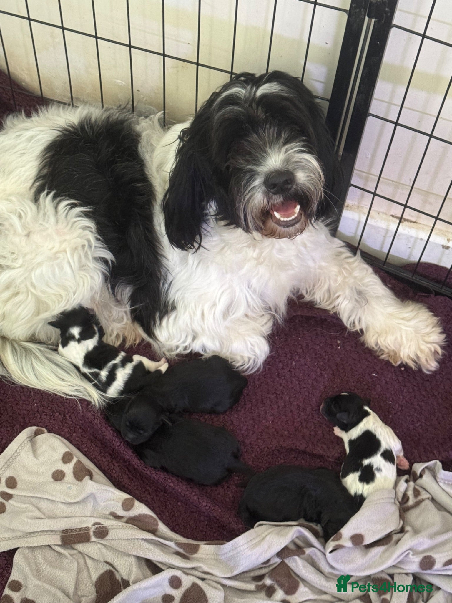 Mixed Breed dogs Springer-Poo puppies - Advert 1