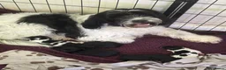 Mixed Breed dogs for sale: Springer-Poo puppies - Advert 1