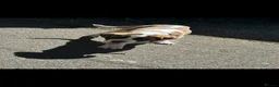 Saint Bernard dogs for sale: Beautiful saint Bernard puppies - Advert 16