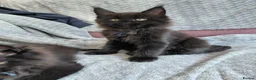 Maine Coon cats for sale: Ticca Black smoke x 3 male maine coons.  - Advert 6