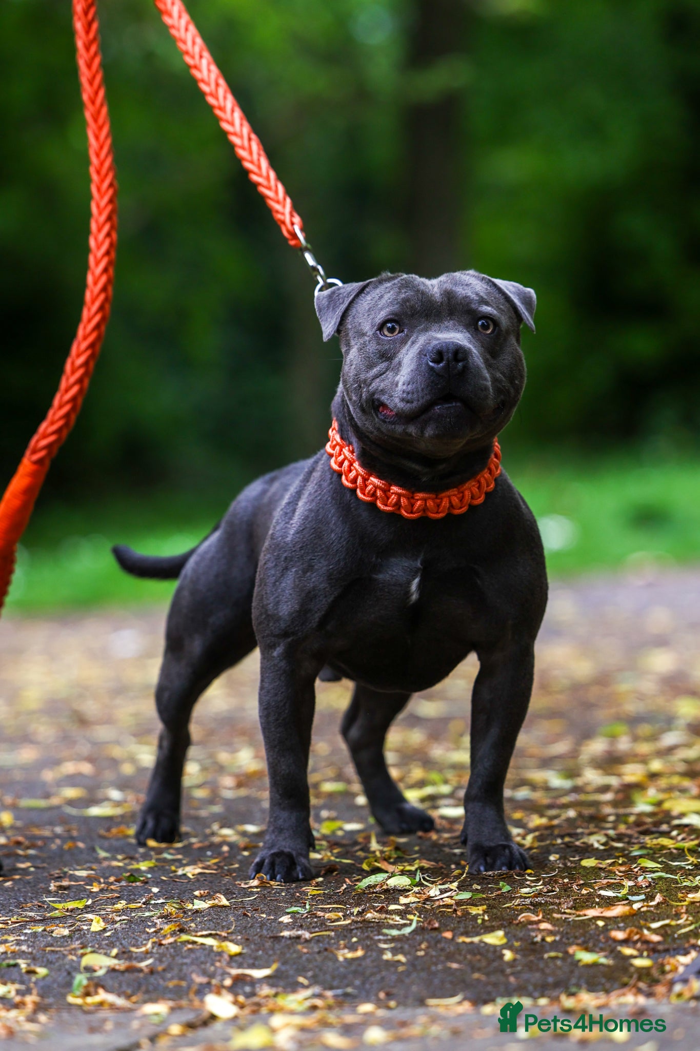 Staffordshire Bull Terrier dogs PROVEN Staffordshire bull terrier stud  - Advert 20