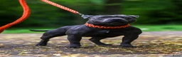 Staffordshire Bull Terrier dogs for stud: PROVEN Staffordshire bull terrier stud  - Advert 1