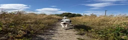 Jackapoo dogs for stud: Stud Male Jackapoo 4y/o  in Durham - Advert 3