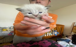Mixed Breed cats for sale: Ragdoll x Maine coon kittens - Image 1