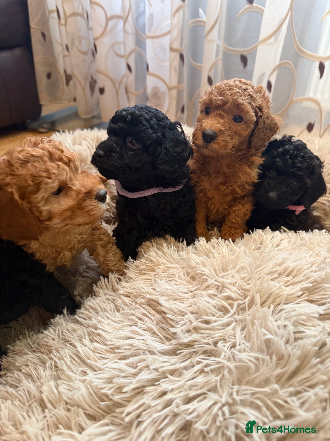Toy Poodle dogs for sale: KC REG Purebred Stunning Toy Poodle Pups❤️  - Image 16