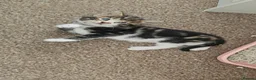 Mixed Breed cats for sale: Beautiful Kittens Looking For Their Forever Homes. - Advert 22
