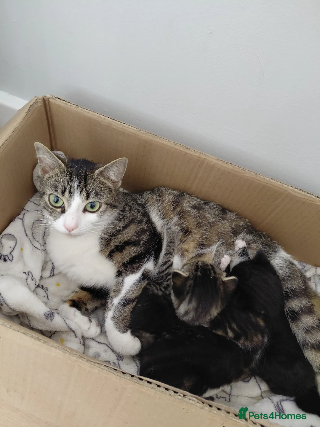 Mixed Breed cats for sale: Kittens - Advert 1