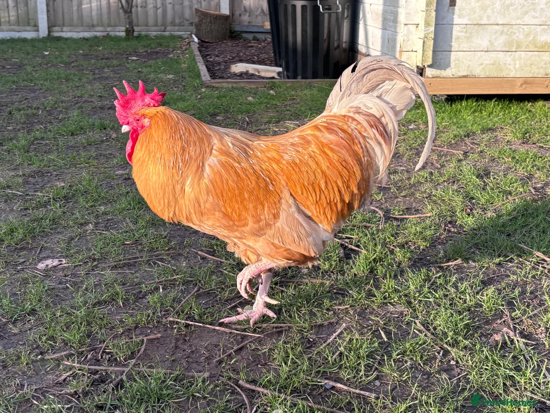 Chickens poultry for sale:  cockrell in need of a home  in Dunstable - Advert 4