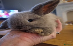 Mini Lop rabbits for sale: 3 lovely mini lop rabbits - Image 3