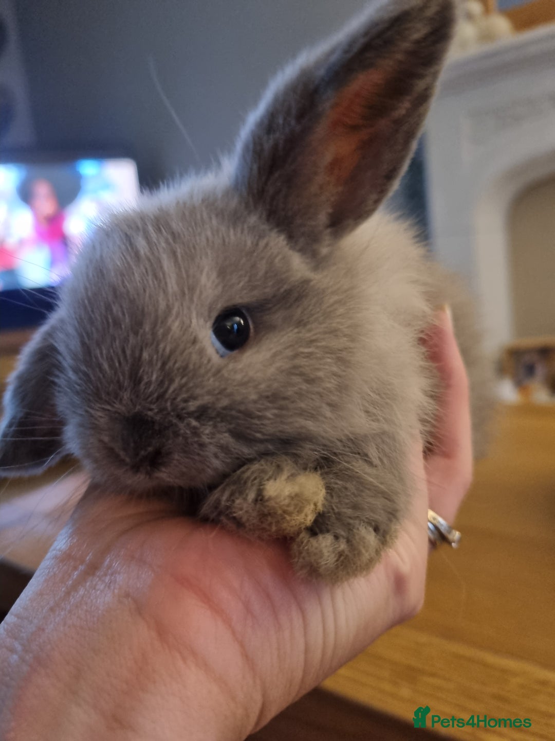 Mini Lop rabbits for sale: 3 lovely mini lop rabbits - Image 3