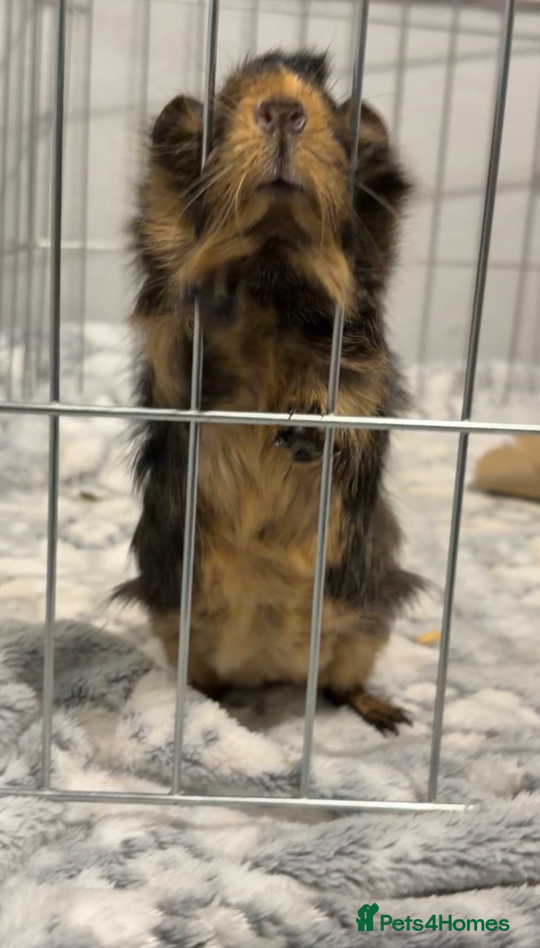 Guinea Pig rodents for sale: Baby male guinea pig - Advert 3