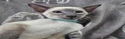Siamese cats for sale: Adorable siamese kittens. in Blackwood - Advert 10