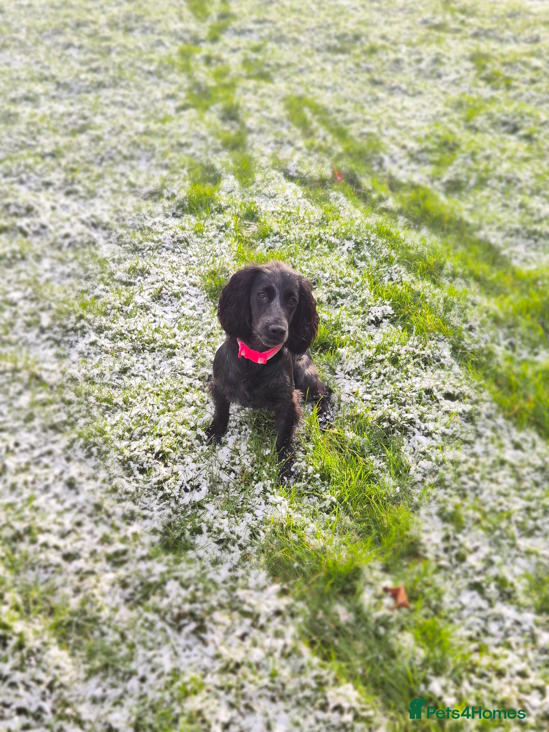 Cocker Spaniel dogs for sale: Blue roan working cocker - Advert 2