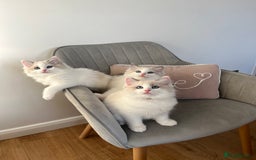 Ragdoll cats for sale: Beautiful Bi Colour Ragdoll - Image 10