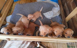 Labrador Retriever dogs for sale: Working lab pups - Image 1