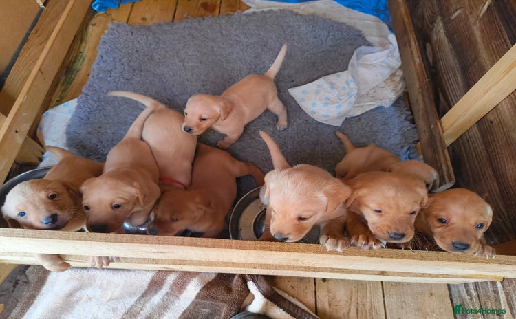 Labrador Retriever dogs - Advert 4