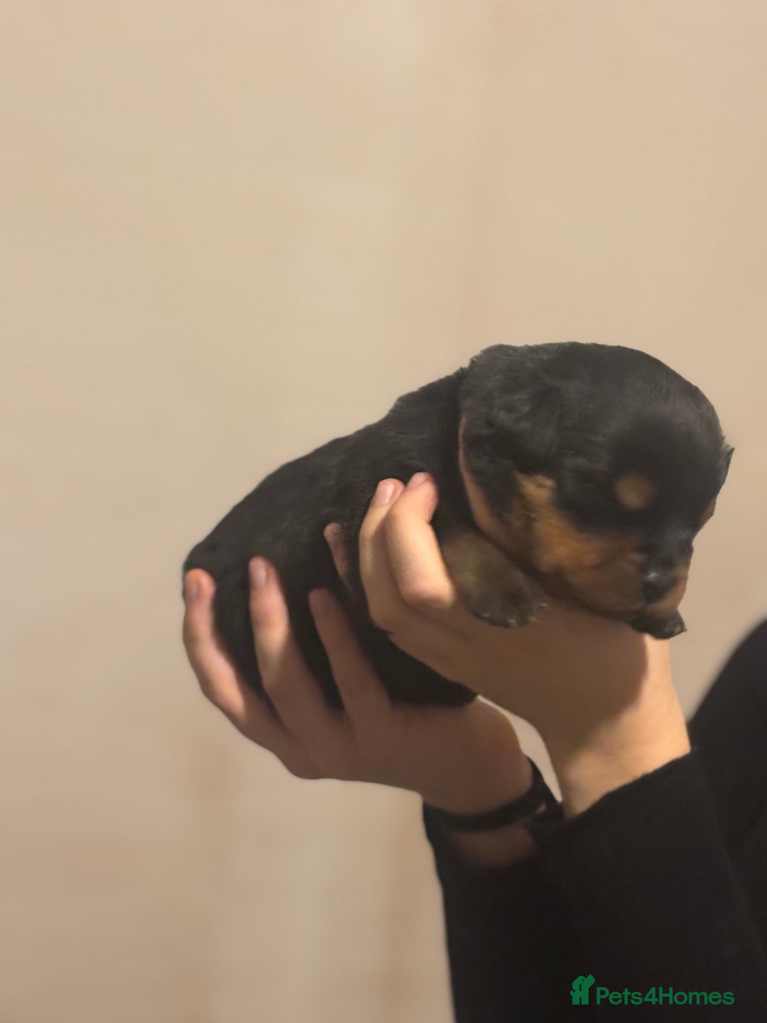 Rottweiler dogs for sale: Rottweiler puppies - Image 23