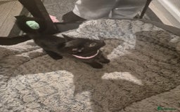 British Shorthair cats for sale: Kittens british shorthair bombay mix - Image 9