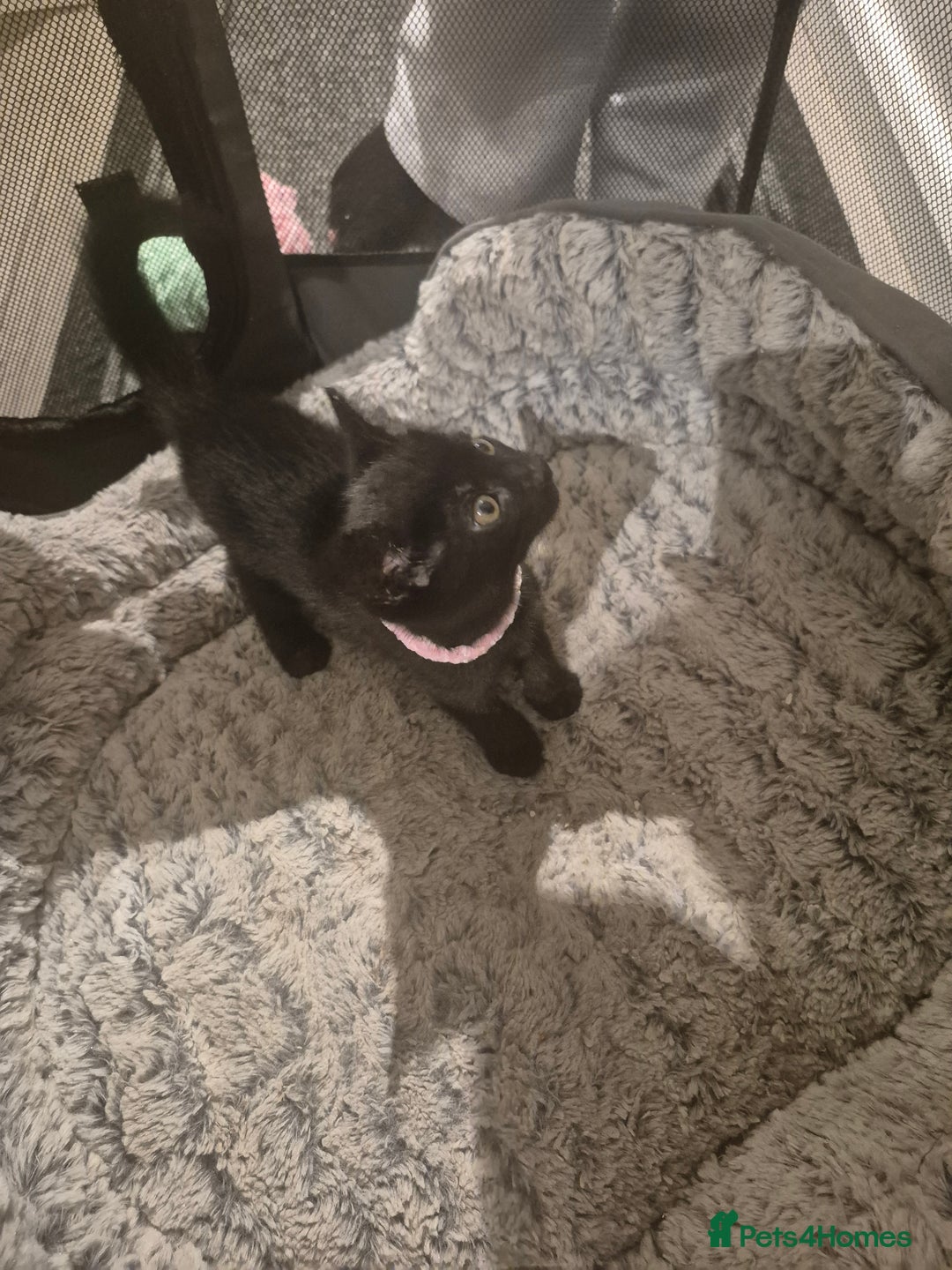 British Shorthair cats for sale: Kittens british shorthair bombay mix - Image 9