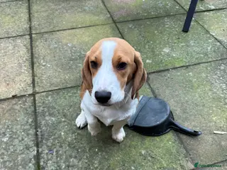 Beagle dogs Orio - Advert 2