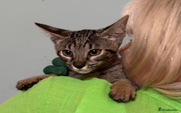 Savannah cats for sale: F9 brown & charcoal spotted savannah kittens - Image 8