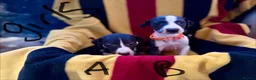 Whippet dogs for sale: Whippet pups  in Abergavenny - Advert 3