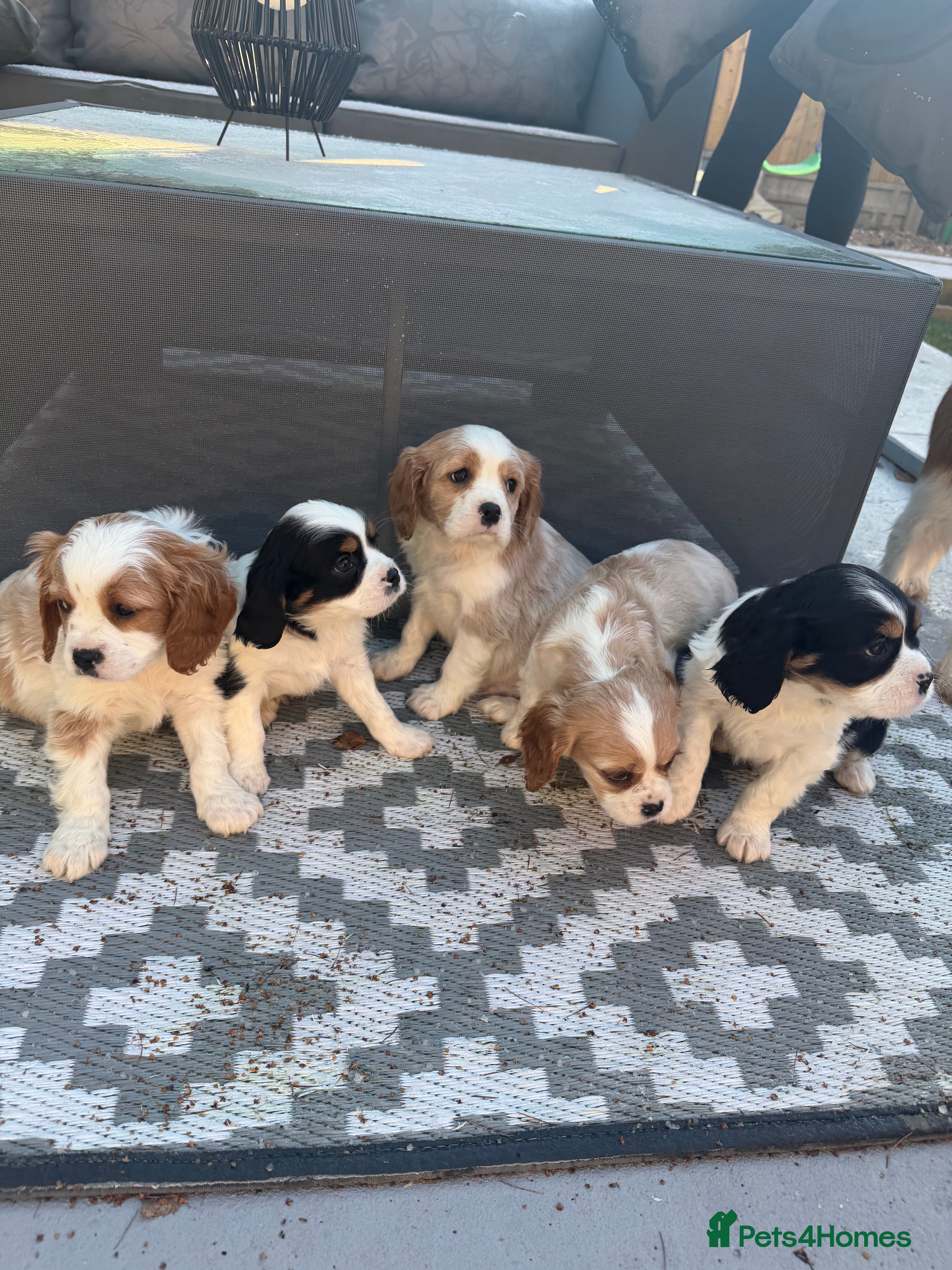 Cavalier King Charles Spaniel dogs 🐶King Charles Cavalier Puppies- Ready now ❤️🐶  - Advert 15