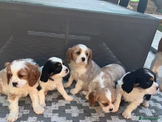 Cavalier King Charles Spaniel dogs 🐶King Charles Cavalier Puppies✨ STUNNING✨❤️🐶 - Advert 6