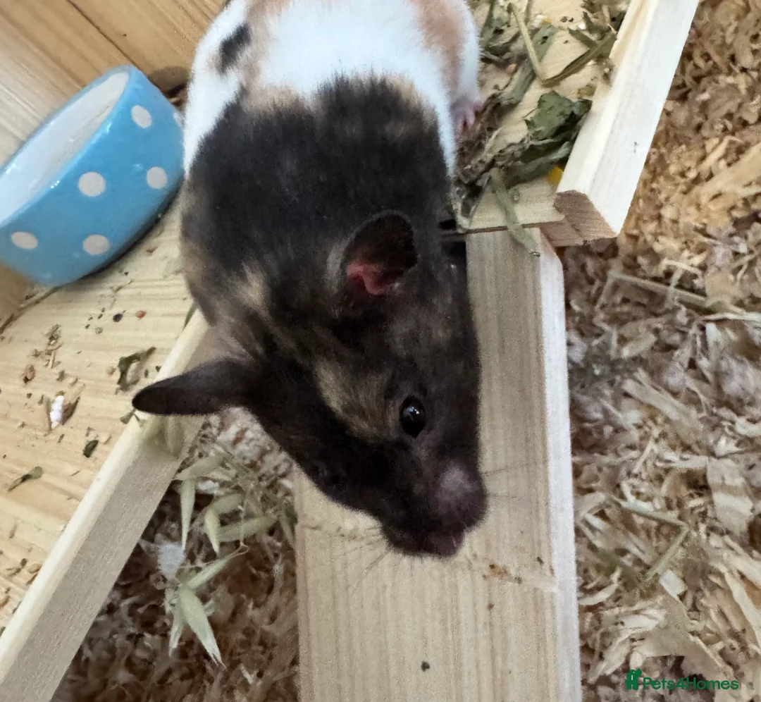 Hamster rodents for sale: Pancake 🐹 Beautiful Female Syrian Hamster - Advert 3
