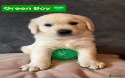Goldendoodle dogs for sale: Goldendoodle retriever  - Image 6