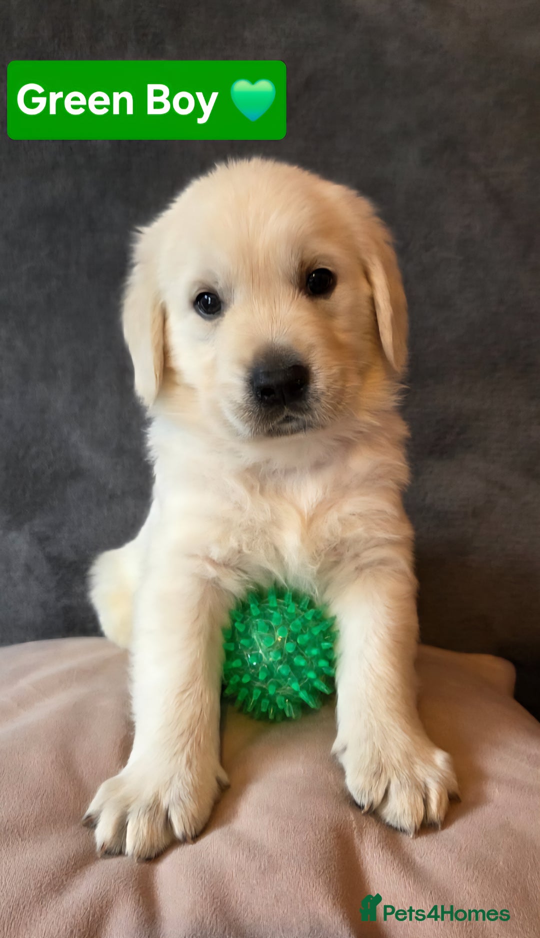 Goldendoodle dogs for sale: Goldendoodle retriever  - Image 6
