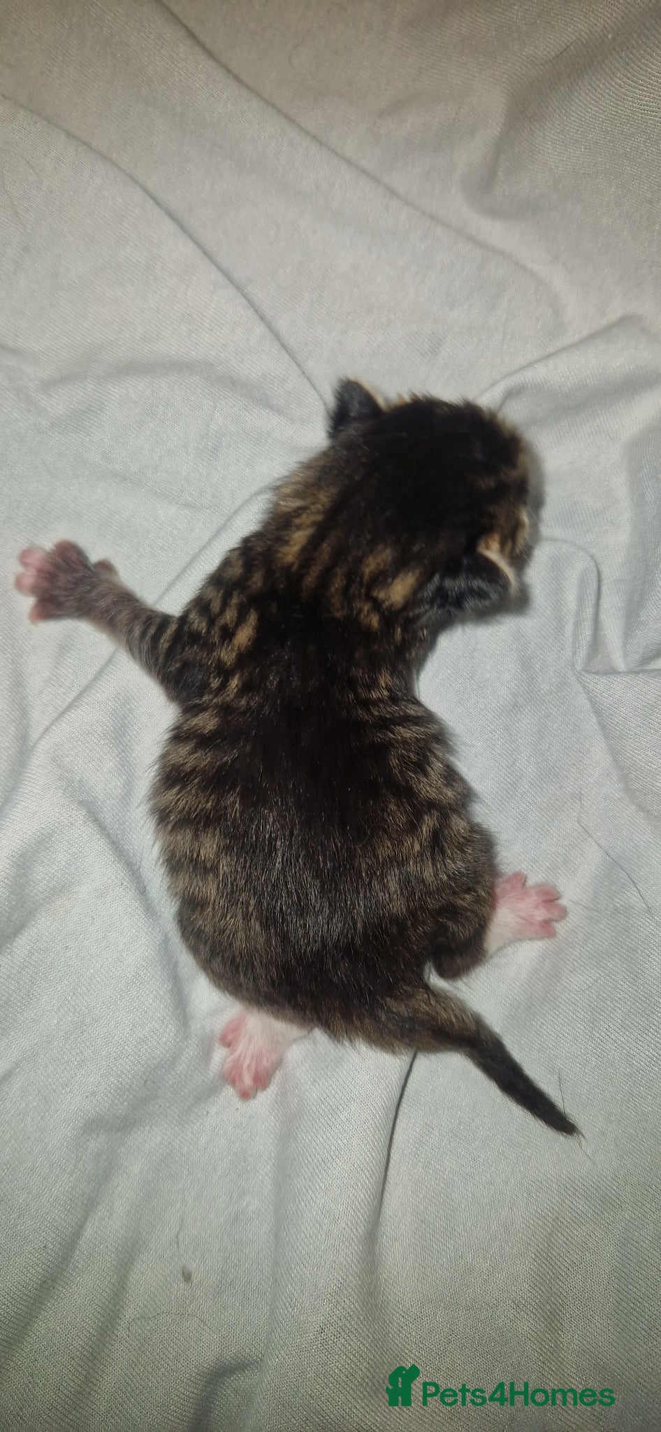 British Shorthair cats for sale: Kittens  - Advert 1