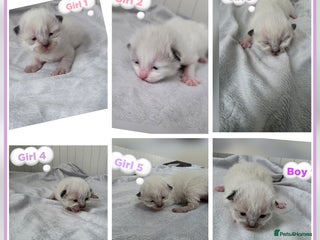 Ragdoll cats - Advert 3