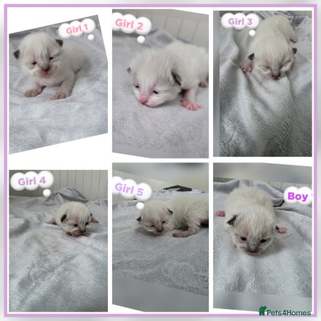 Ragdoll cats - Advert 31