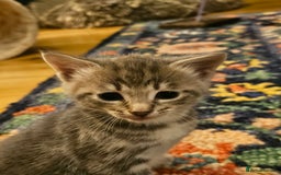Savannah cats for sale: Beautiful Savannah cross kittens for sale - Advert 19
