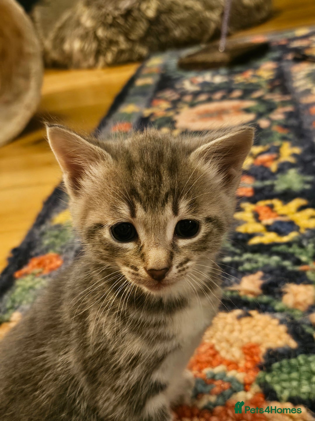 Savannah cats for sale: Beautiful Savannah cross kittens for sale - Advert 19