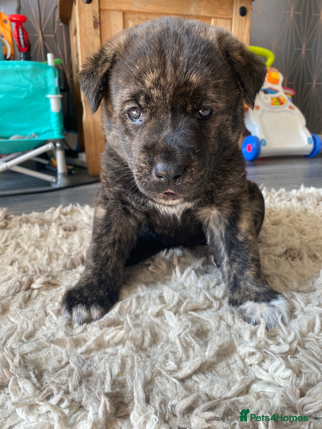 American Akita Akita Pitbull Lab Mix Akita Pitbull Mix Puppy Akita