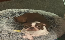 Boston Terrier dogs for sale: Boston Terrier for Sale - Image 2