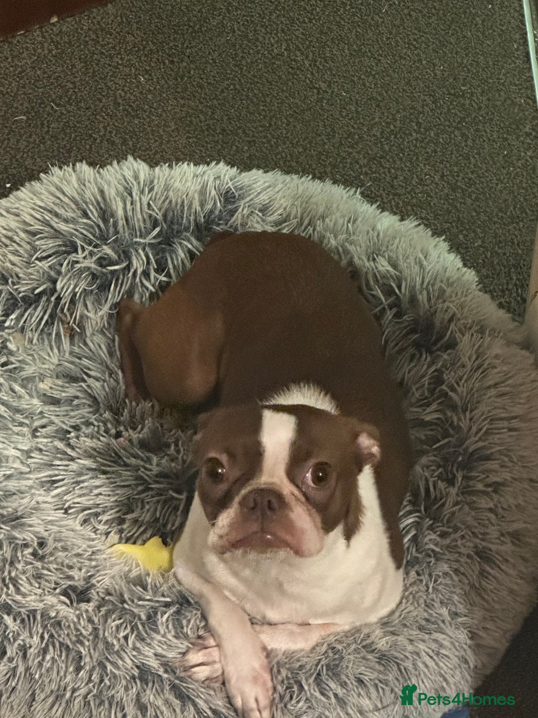 Boston Terrier dogs for sale: Boston Terrier for Sale - Image 2