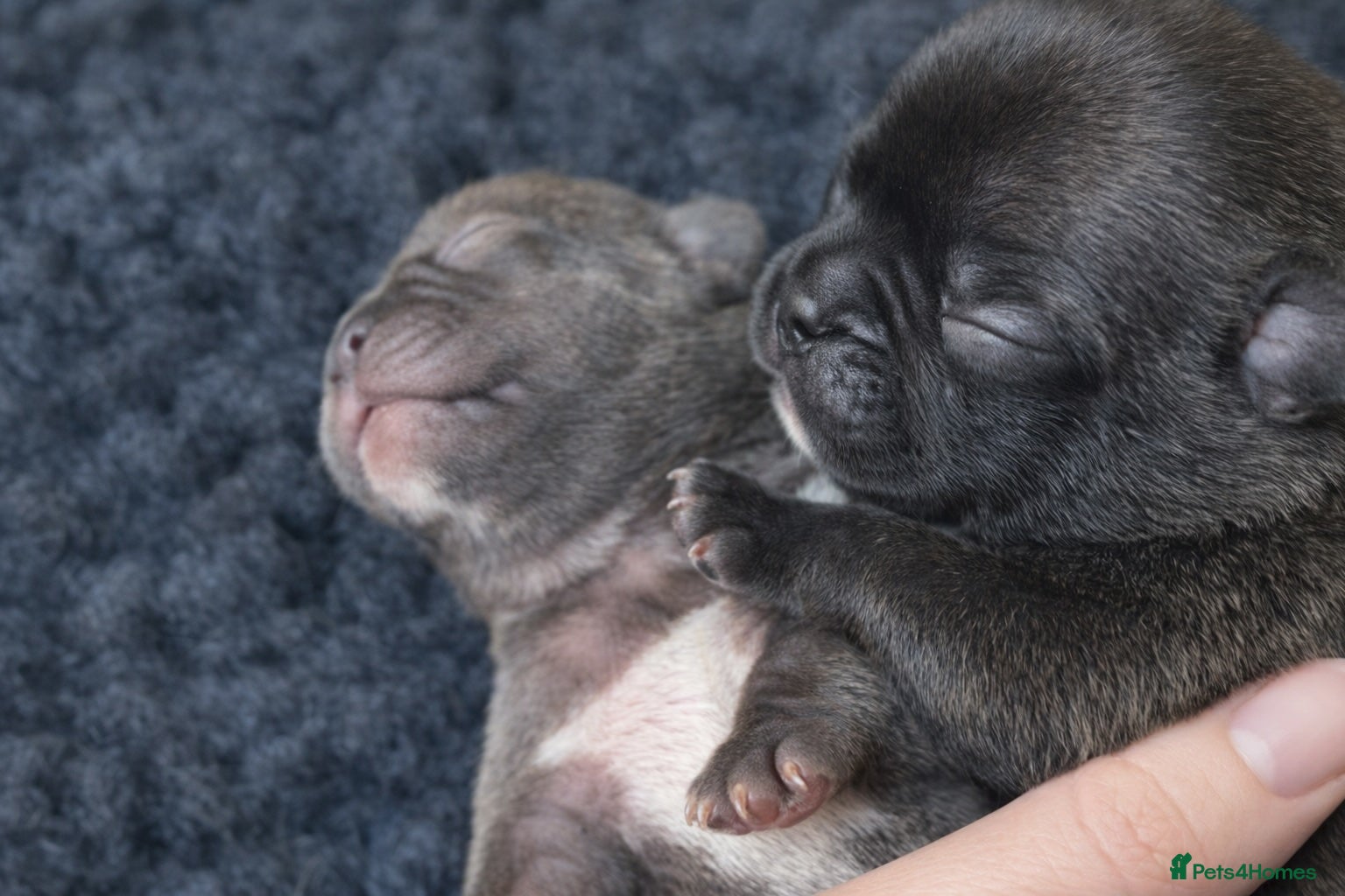 French Bulldog dogs KC French Bulldog - Boys - Advert 1