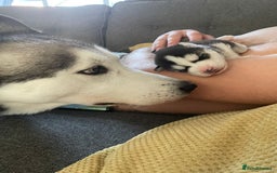 Siberian Husky dogs for sale: Gorgeous Husky puppies - Image 3