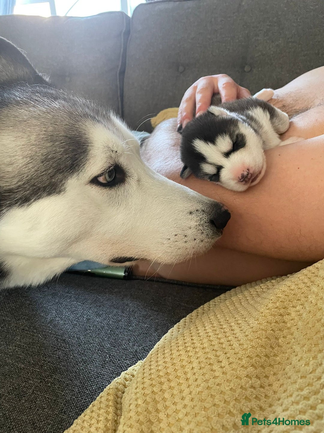 Siberian Husky dogs for sale: Gorgeous Husky puppies - Image 3